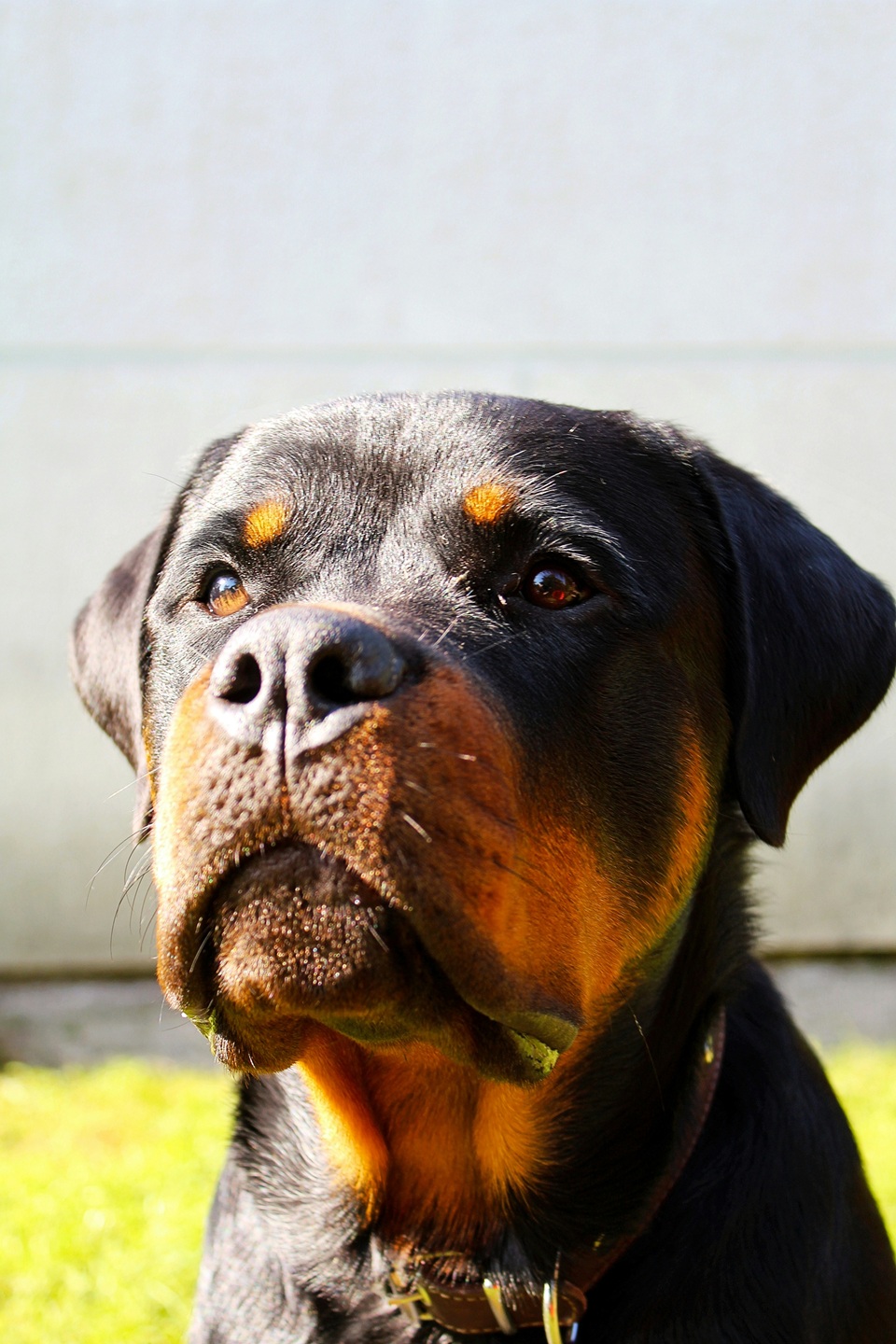 rottweiler welpen kaufen